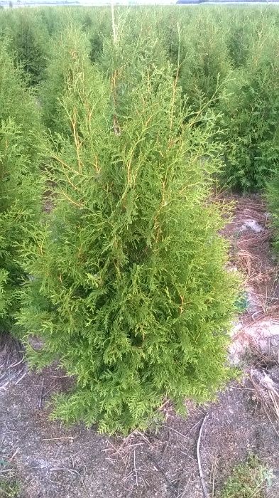 Thuja Tuja BRABANT wys. 120-140 cm.15zł/szt RABATY!!