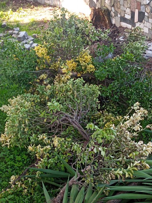 Arbustos de vedação para doar