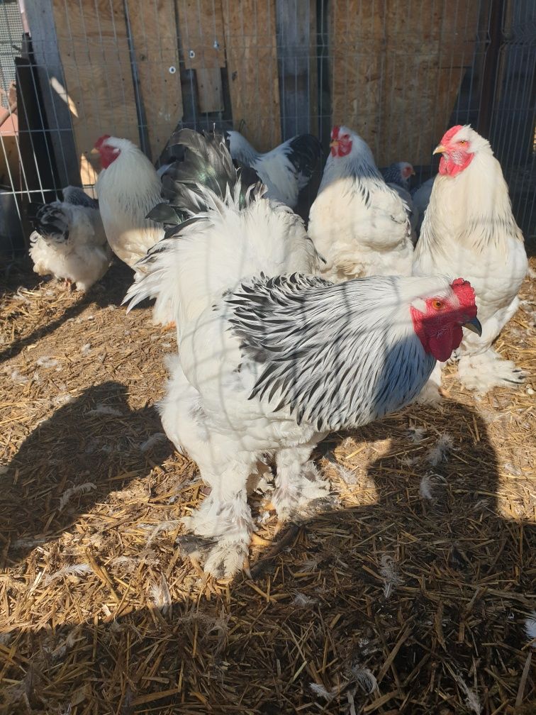 Brahma gronostajowa jaja lęgowe