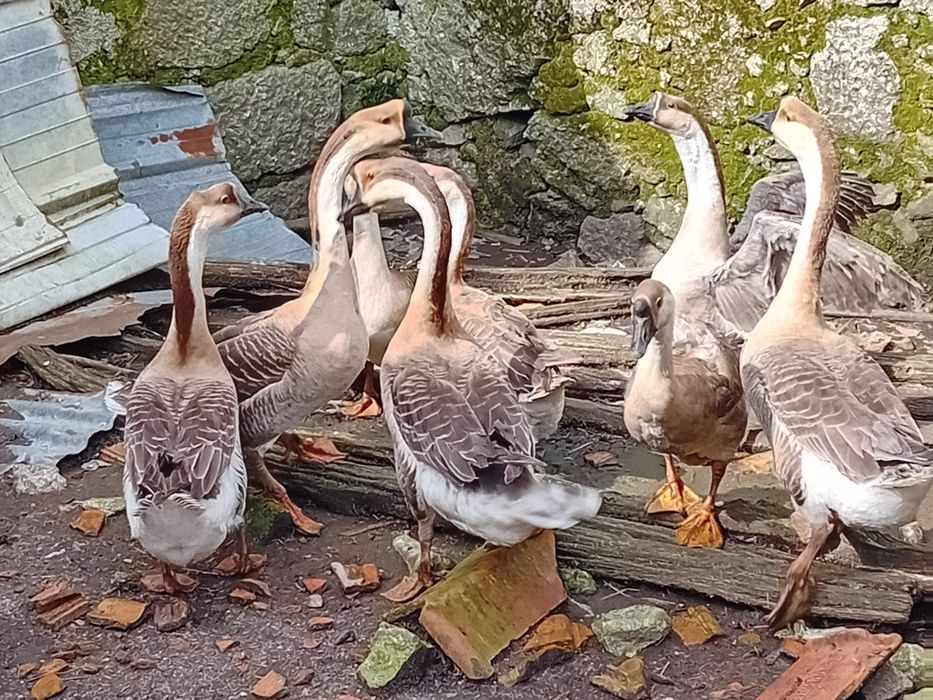 Galinha sedosa do Japão