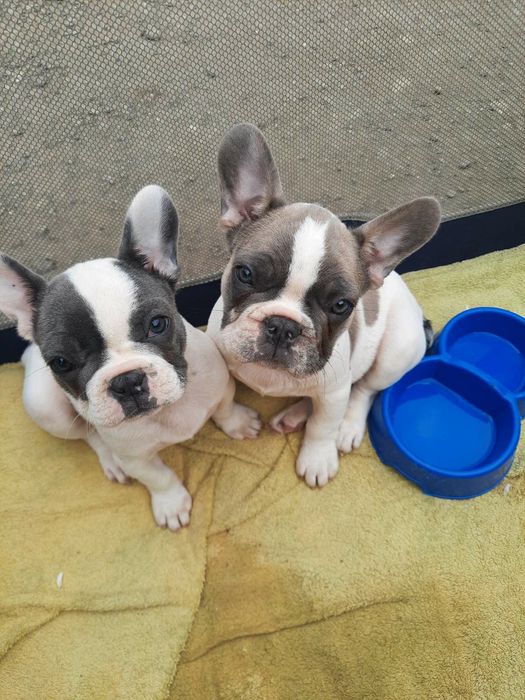 Французький бульдог