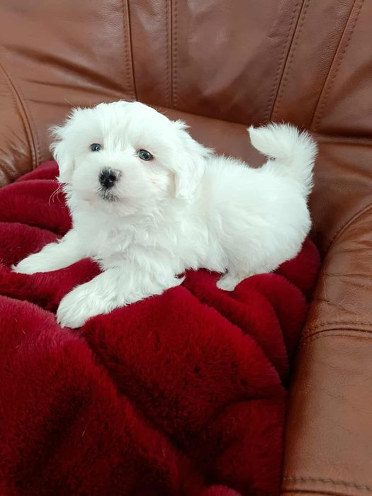 Samiec Maltańczyk do odbioru