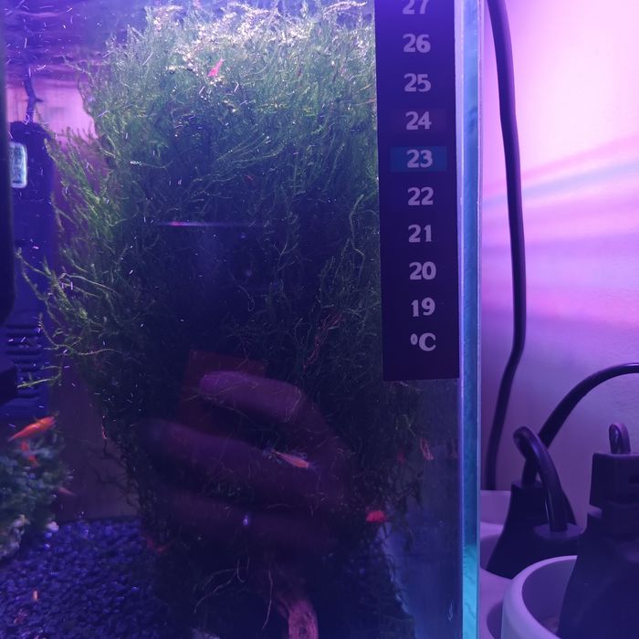 Sprzedam mech na korzeniu