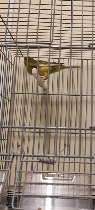 Canários machos 2025