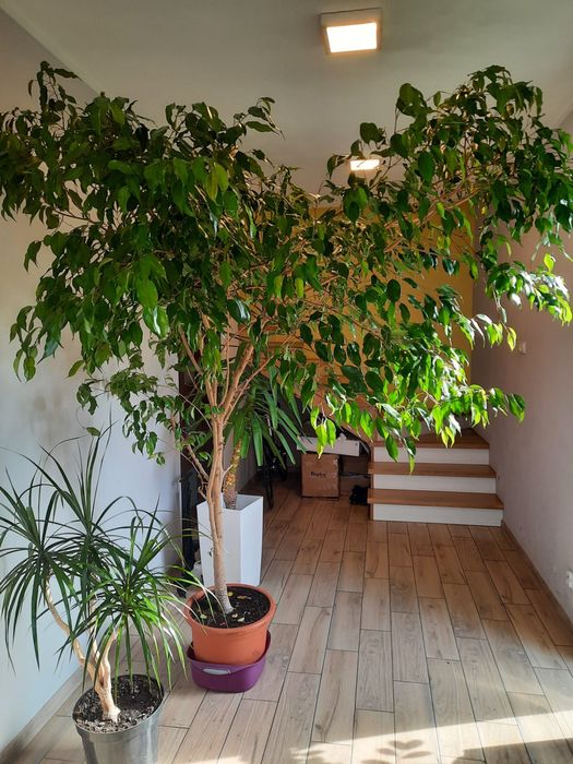 Fikus beniamin kwiat drzewko parapetówka duży