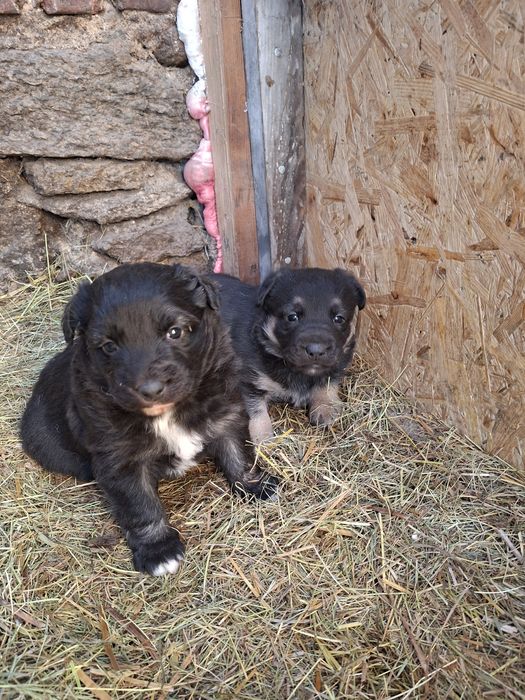 Oddam szczeniaki w dobre ręce