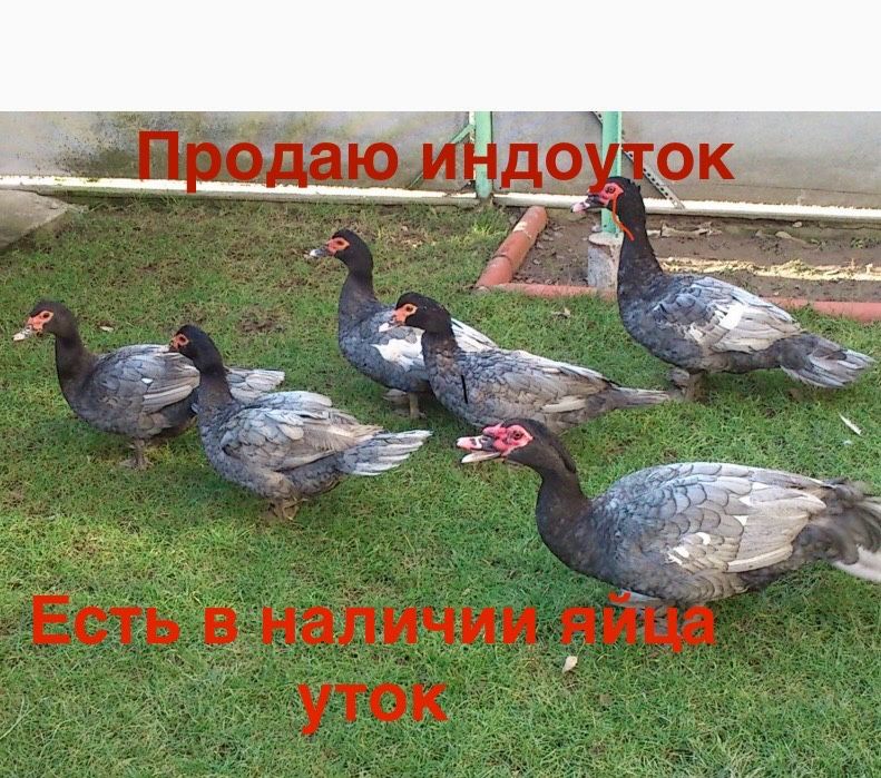 Продам индоуток домашних