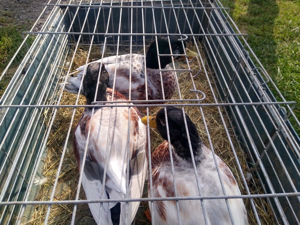 Kaczki call duck