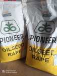 Rzepak Pioneer hybryda PT264 PT299 Promocja pakietowa 5+1