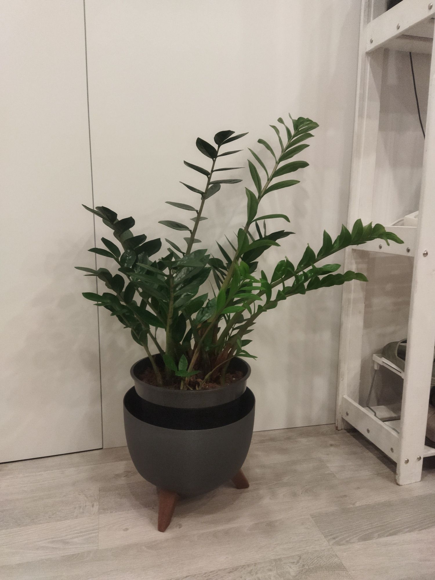 Лист Замиакулькас Zamioculcas Денежное растение Доларовое Листок Ветка