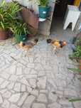 Casal surenha morucha