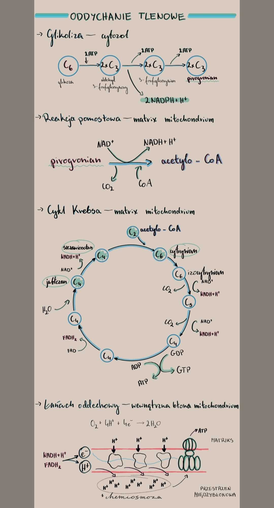 Notatki maturalne biologia rozszerzona pdf