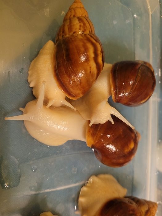 Ślimaki afrykańskie Achatina albino około 8 cm skorupka