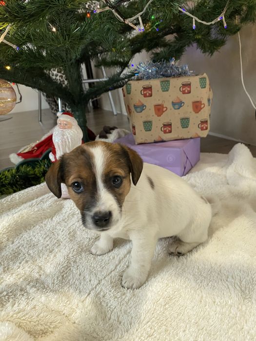 Джек Рассел Терʼєр