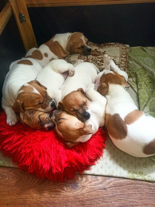 Джек Расел Терєр