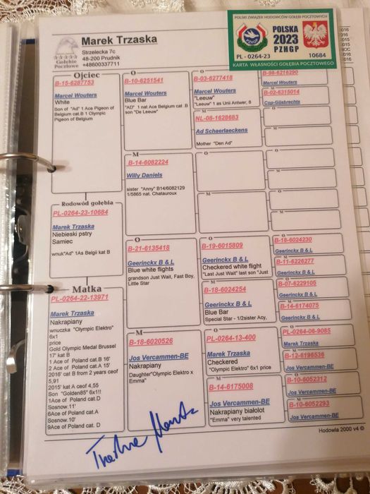 samiczka 2025 r, po org. M. Trzaska gołębie pocztowe