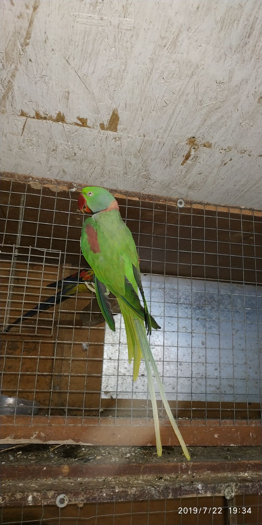 Папуга Китайський- александрійський