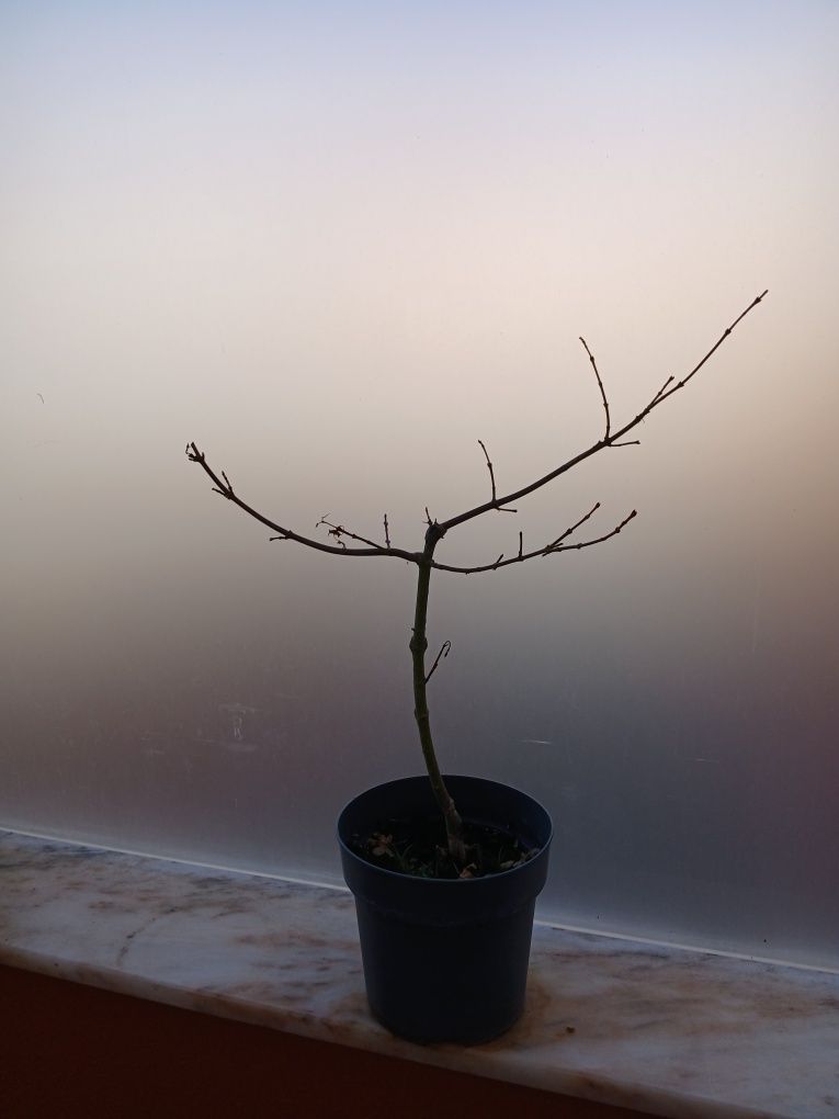 Mudas e para bonsai