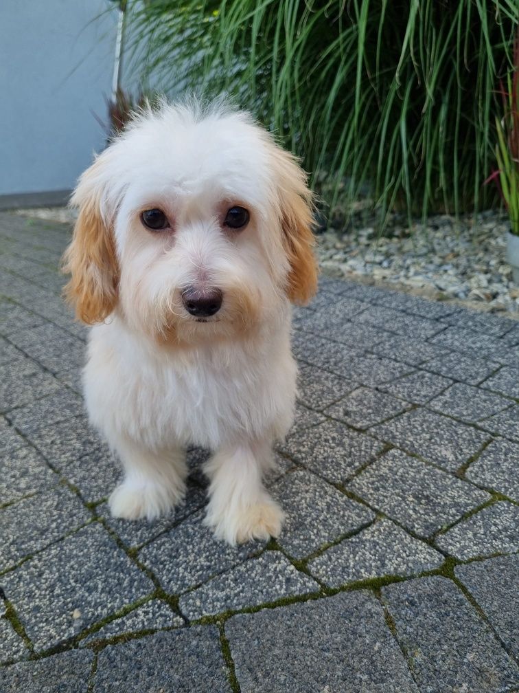 Maltańczyk pudel toy PIESEK MALTIPOO