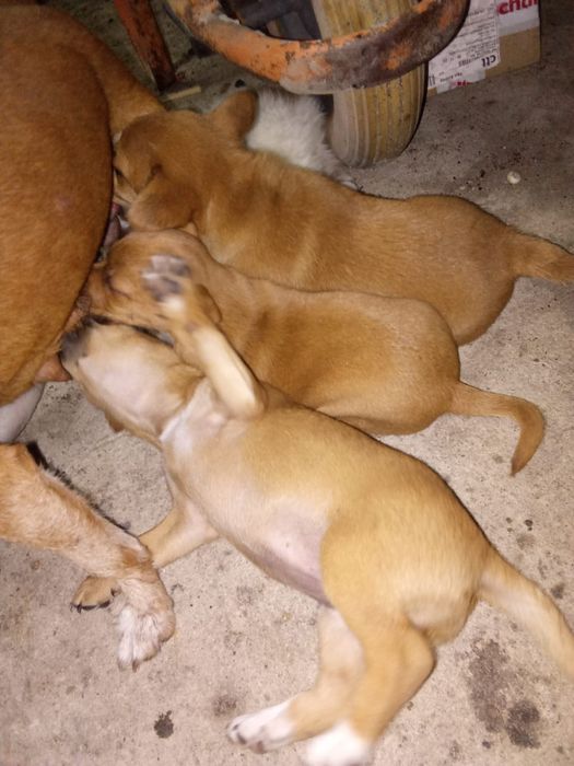 Cadelinhas para adoção