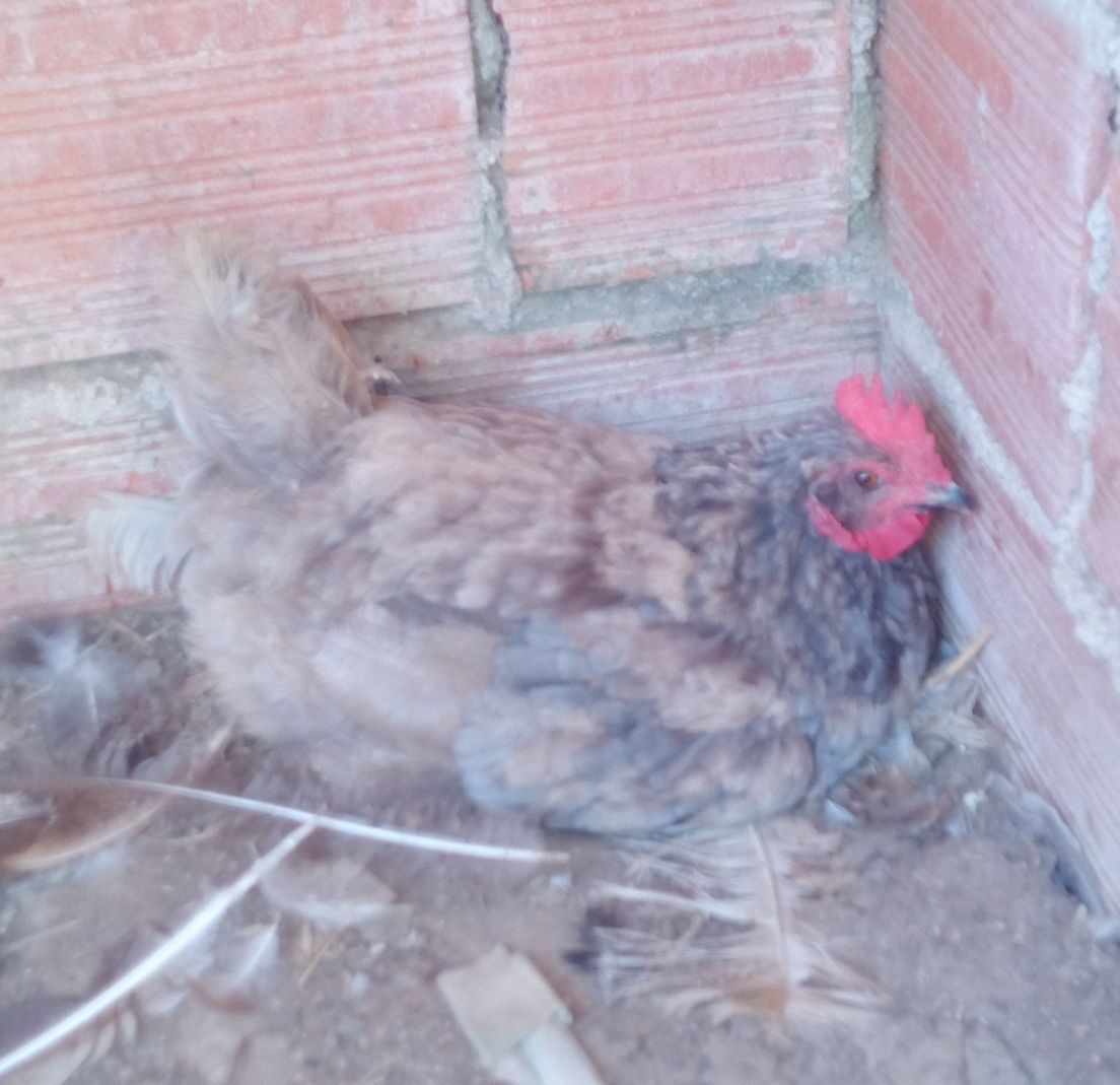 Galinha poedeira e galo do campo