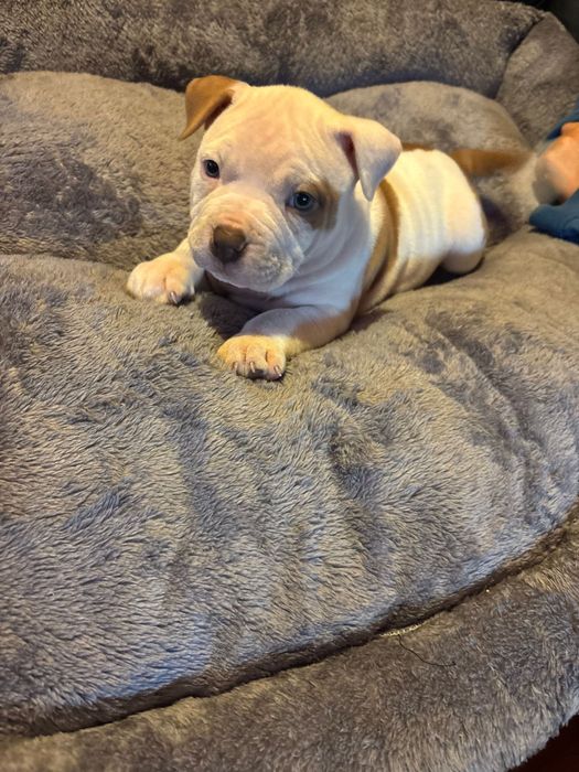 American Bully piękna suczka