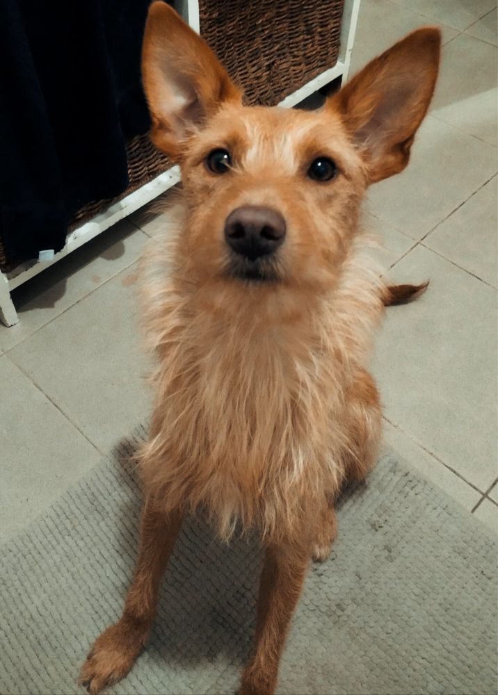 Belinha, para adoção responsável