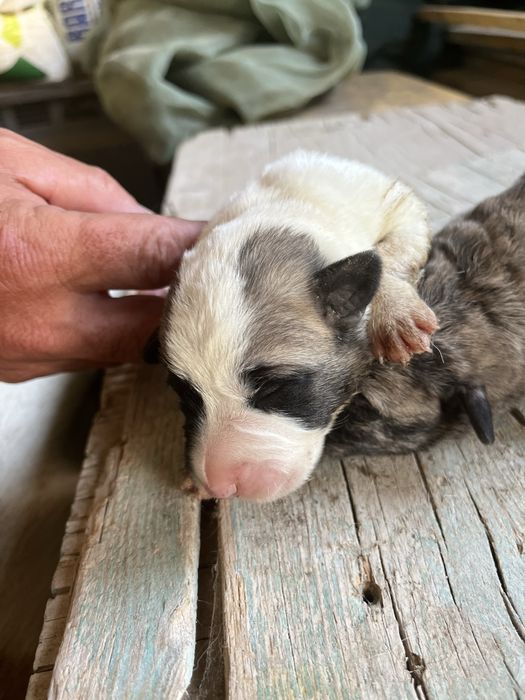 Rafeiros alentejanos adoção