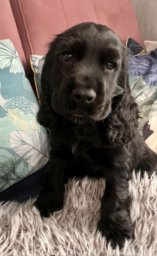 Cocker Spaniel Angielski - rodowód, trening czystości!!