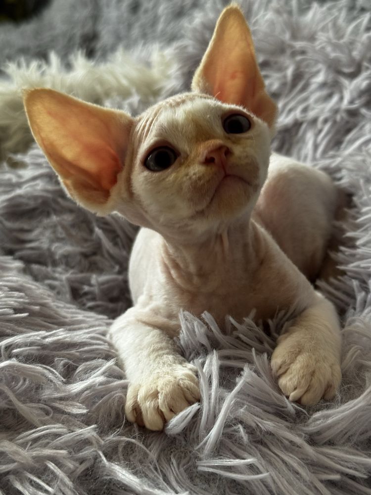 Uroczy kocurek Devon Rex Gizmo
