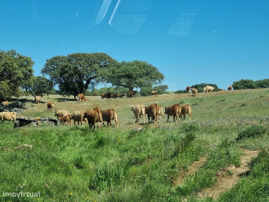 Herdade com108 ha e Monte para reconstruir Com 245 m2
