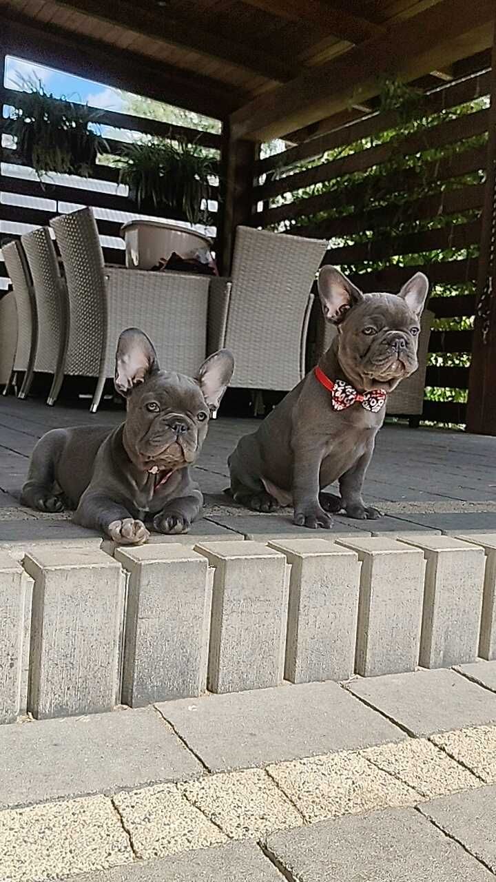 OSTATNIA suczka Buldog francuski BLUE piesek niebieski szczeniak
