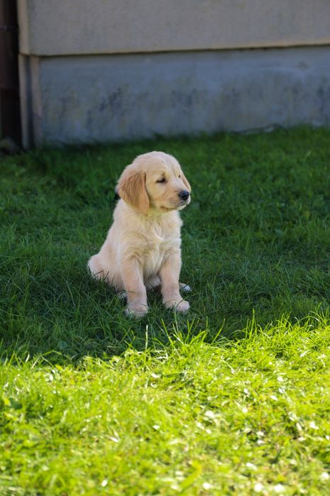 Golden retriever