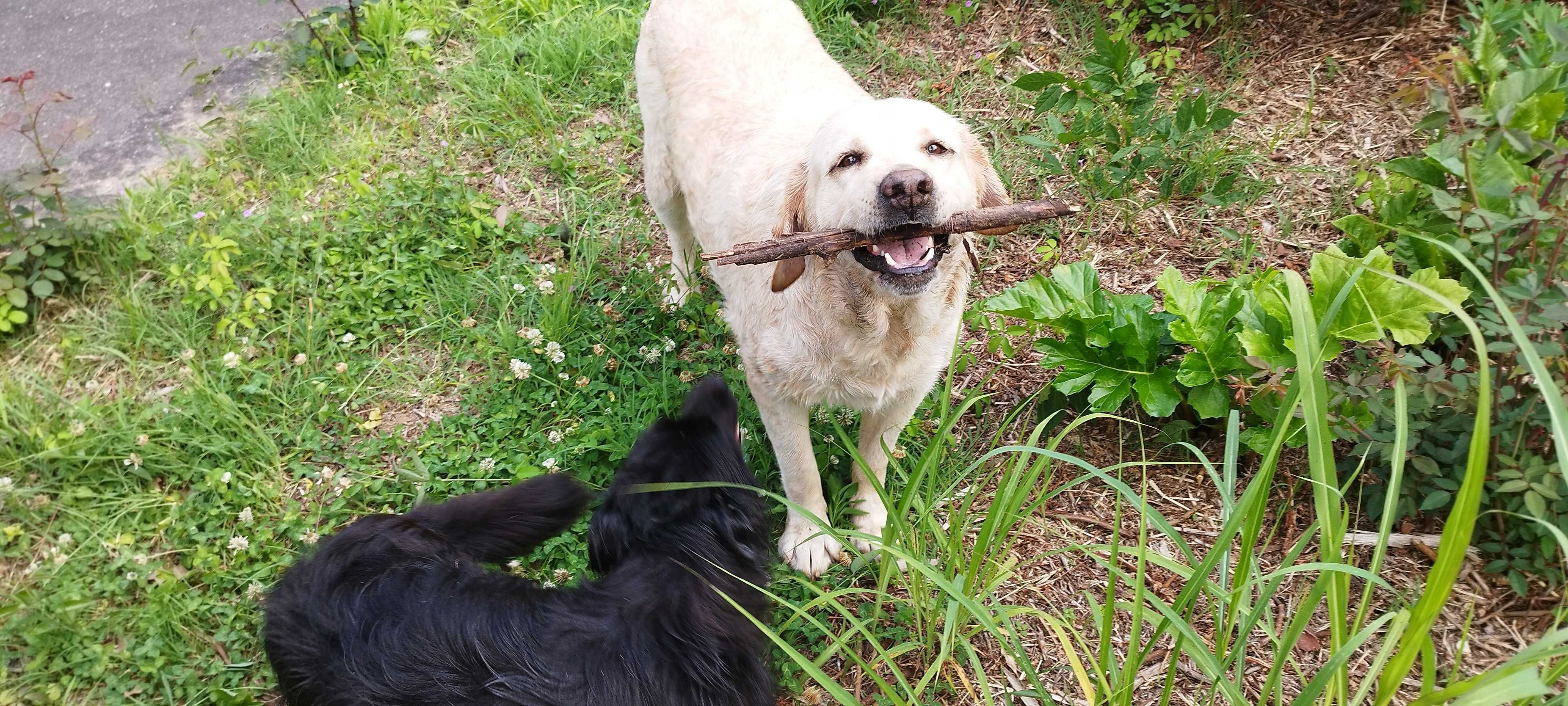 Adoçao de labradora adoravel