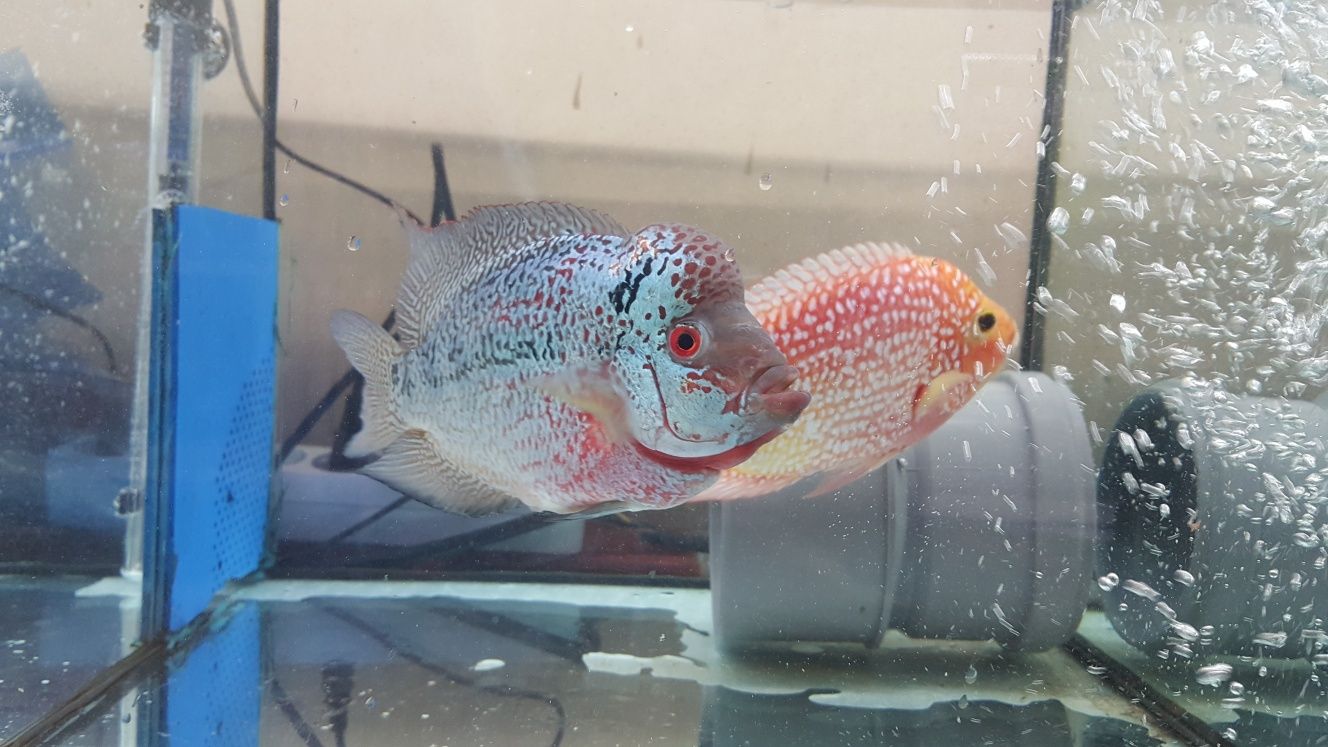 Flowerhorn fish with style