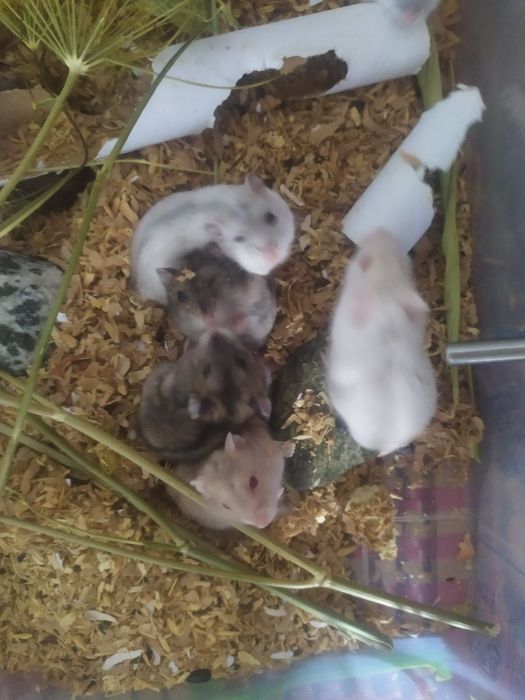 Хомяки, джунгарские