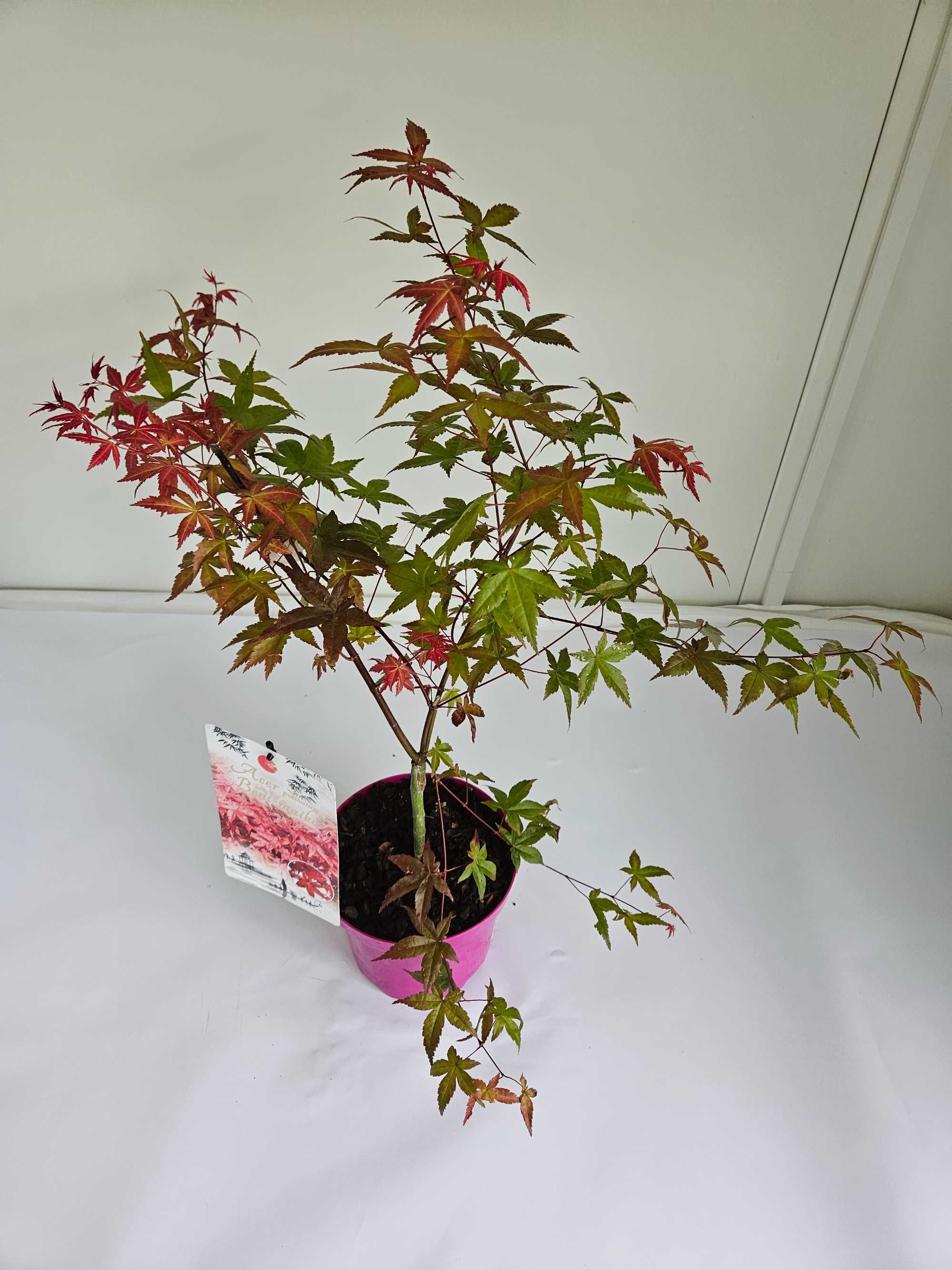 Klon palmowy 'Beni Maiko' (Acer palmatum 'Beni Maiko')