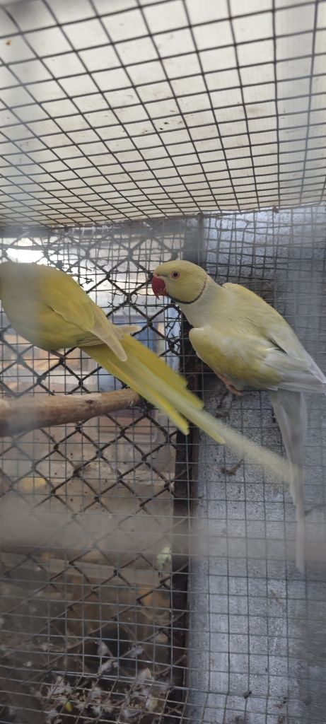Casal Ring necks Adultos