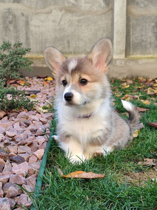 Корги пемброк , цуценята хлопці та дівчата. Ціна 850.00 евро.щенки