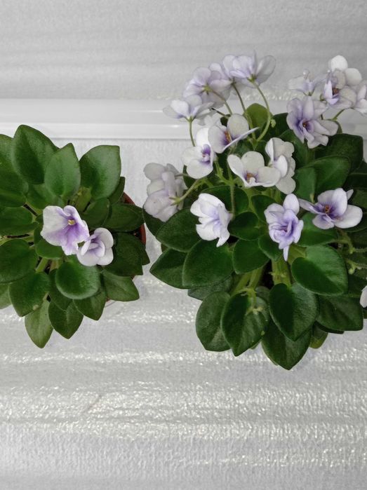 Фіалка сорт міні Robs penni ante