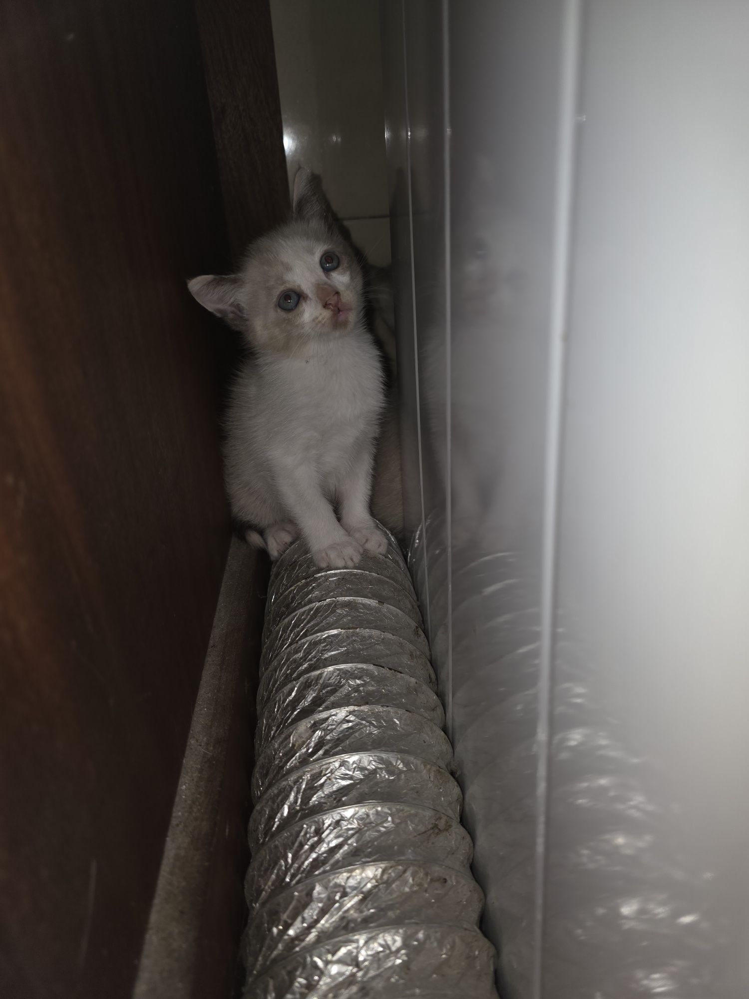 Tenho estes gatinhos para dar