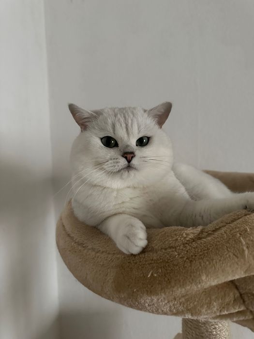 Британский кот на вязку с отличной родословной.