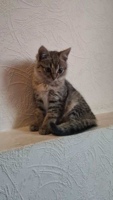 Котята в хорошие руки