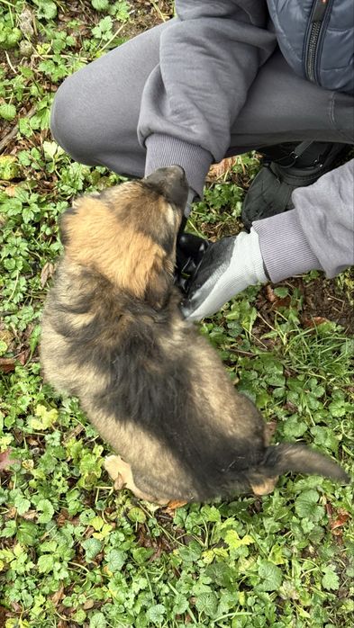 Красуні цуценята шукають дім