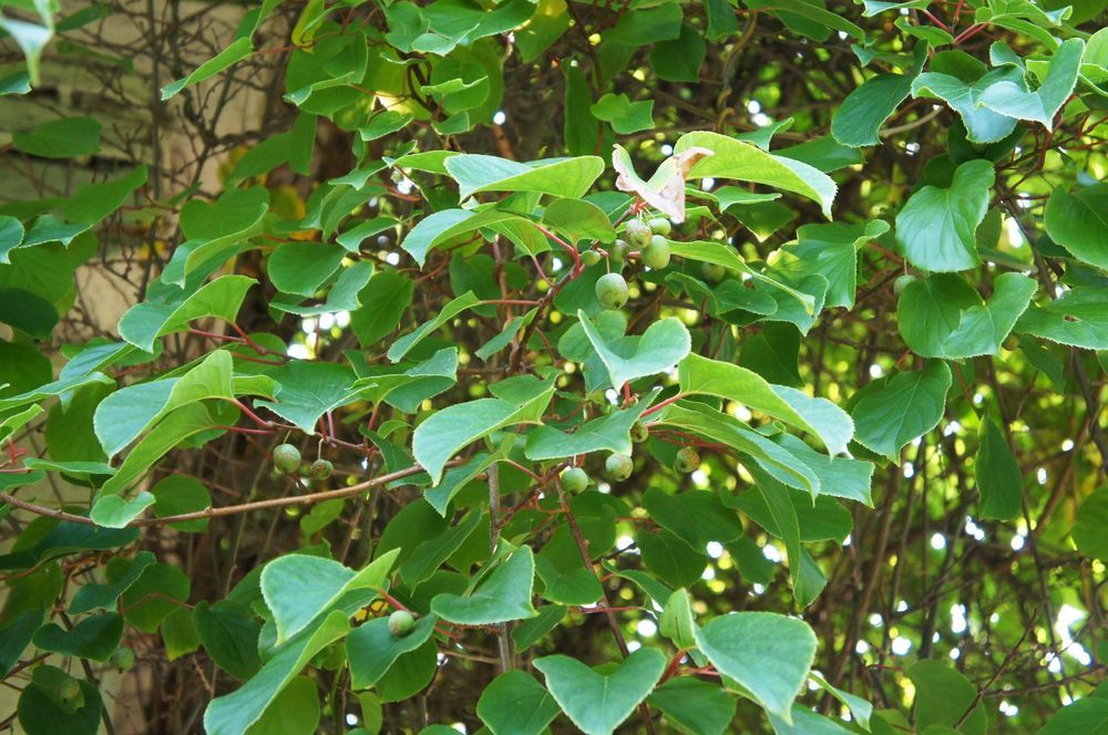Mini Kiwi Aktinidia ostrolistna Obupłciowe (Actinidia arguta) 3.0L