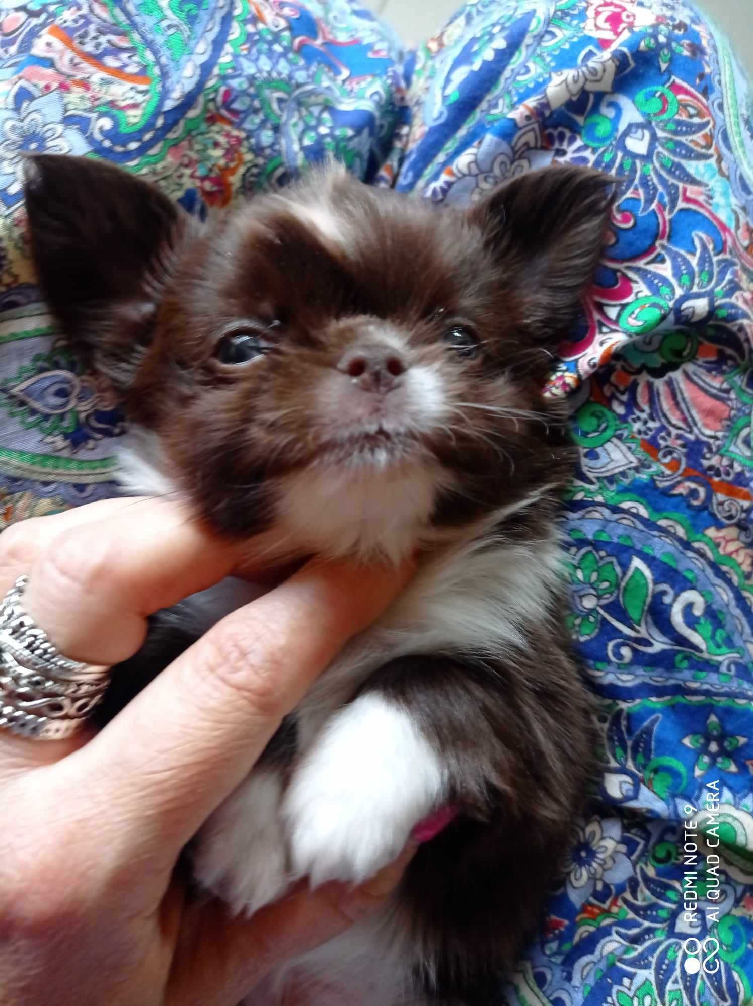 Chihuahua długowłosy piesek z metryką ZKwP/FCI