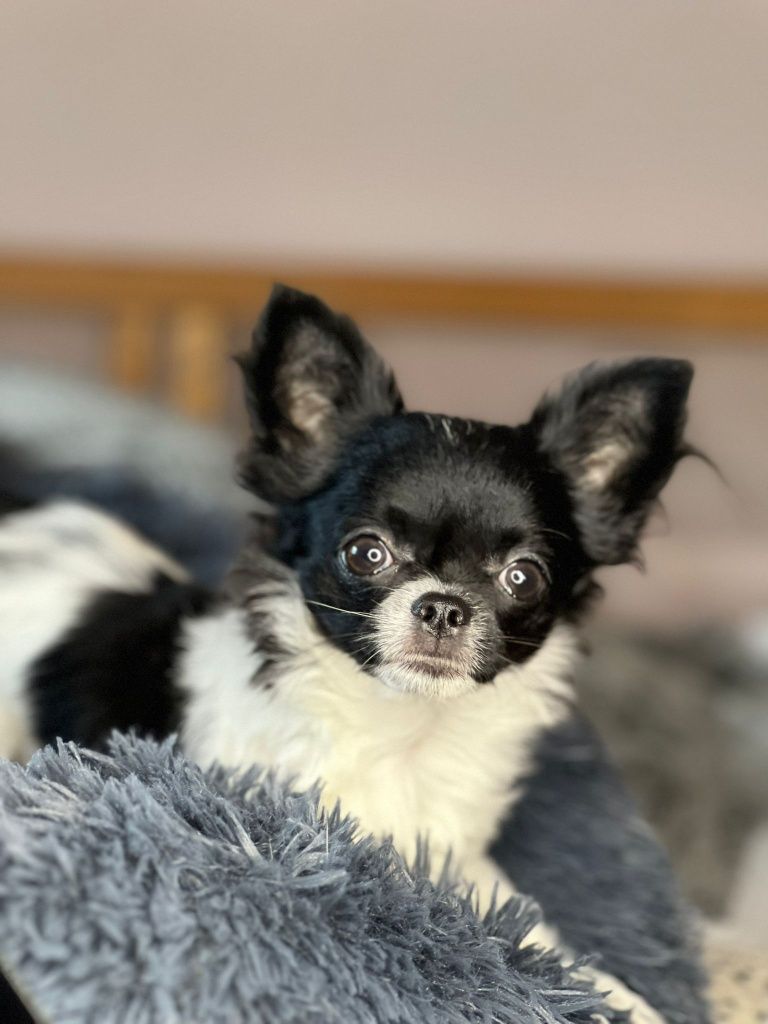 Chihuahua,  dziewczynka, prawdziwy rodowód ZKwP FCI