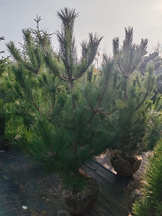 Продам кримську сосну