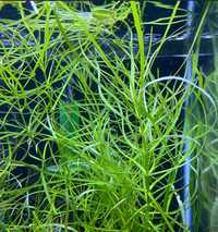 Nasaj guadalupensis. Łatwa roślina akwariowa, na glony.
