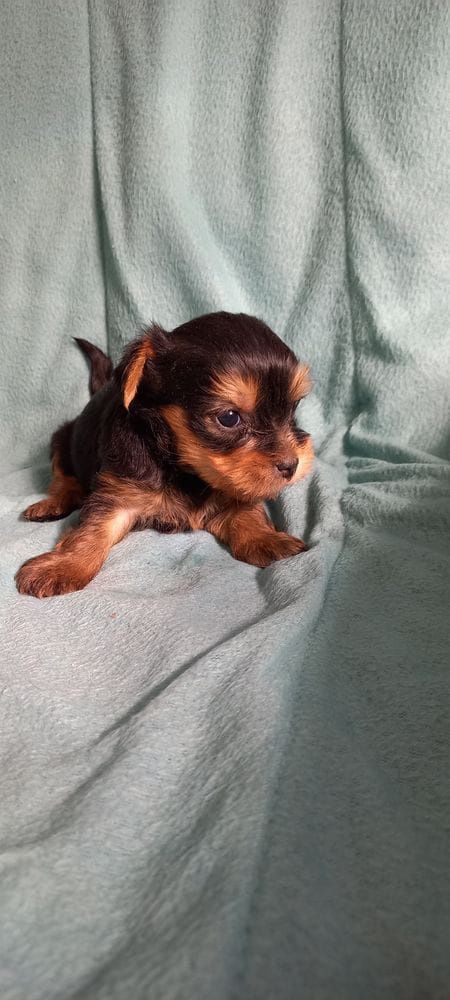 Yorkshire terrier miniatura macho